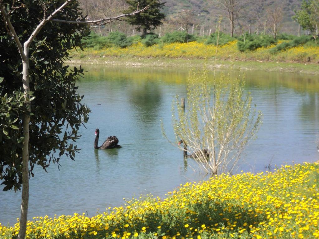 Agriturismo Il Daino Villa San Piero Patti Kültér fotó